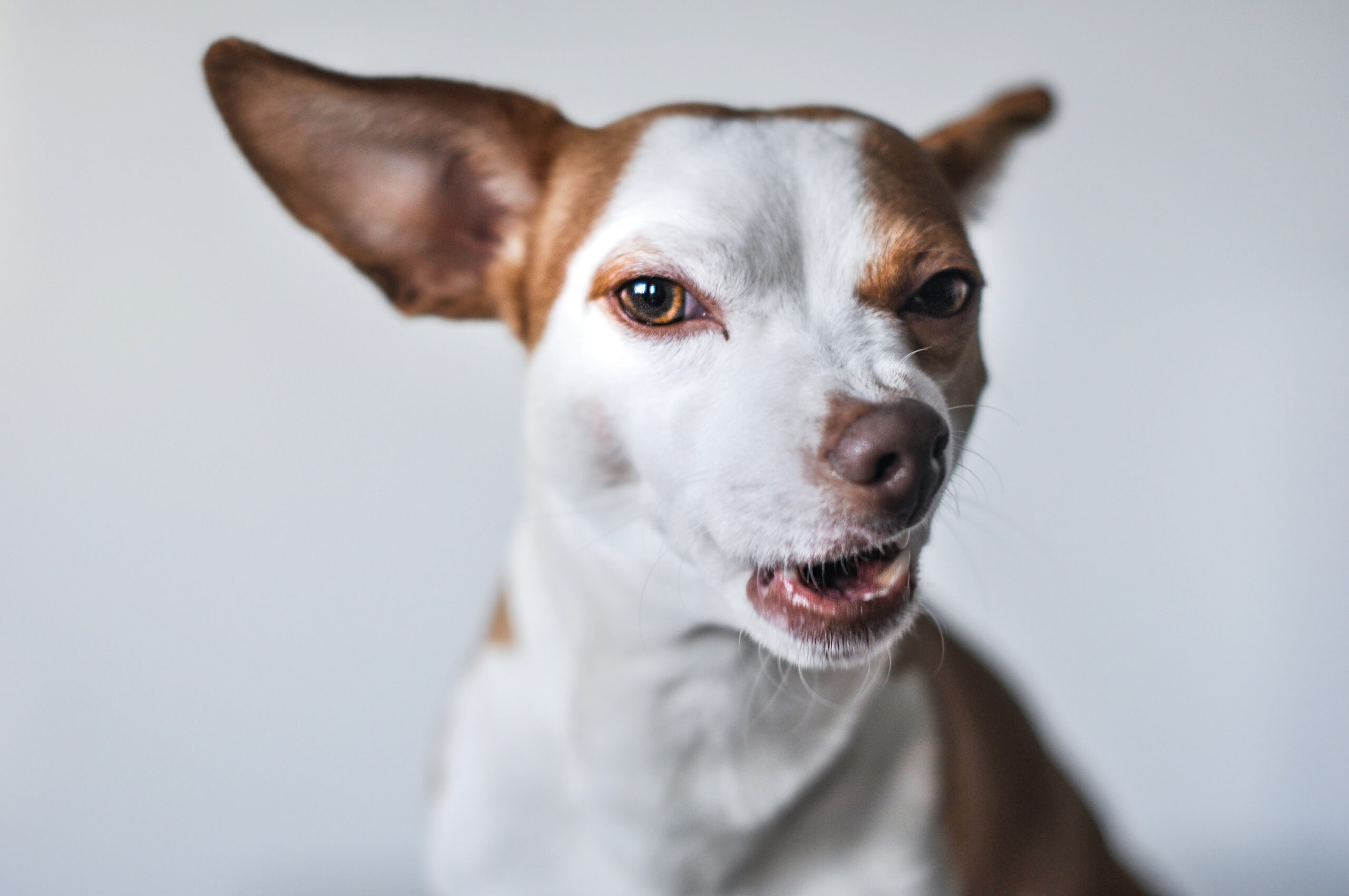 Understanding the Role of a Dog Bite Lawyer in San Bernardino